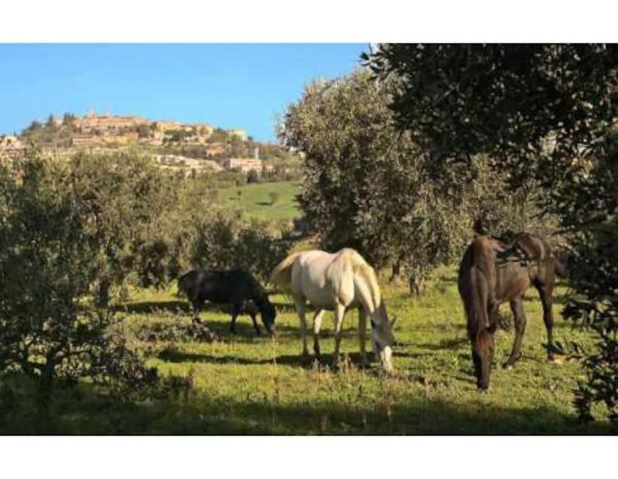 Near The Sea Big Panoramic House 2 Terraces In Lovely Village Montiano  Exteriör bild